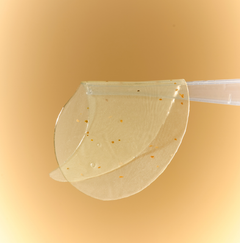 Lotus Melight Eye Patch